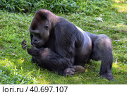 Gorilla in Washington zoo. Стоковое фото, фотограф Анна Кривицкая / Фотобанк Лори