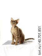 Devon Rex  Cat on white background. Стоковое фото, фотограф Анна Кривицкая / Фотобанк Лори