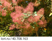 Cotinus coggygria (Rhus cotinus, European smoketree, Eurasian smoketree), Eurasian species of flowering plant in family Anacardiaceae. Стоковое фото, фотограф Валерия Попова / Фотобанк Лори