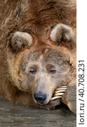 The Tien Shan brown white-clawed bear put its muzzle on its paw. The animal is resting. Close-up portrait of a bear. Стоковое фото, фотограф Бузмакова Светлана / Фотобанк Лори