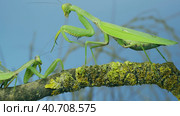 Male praying mantis approaches very large female. Praying mantis mating. Transcaucasian tree mantis (Hierodula transcaucasica) Стоковое фото, фотограф Некрасов Андрей / Фотобанк Лори