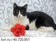 Black with white cat and red flower. Стоковое фото, фотограф Анна Кривицкая / Фотобанк Лори