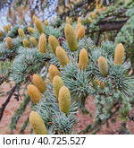 Branch of Atlas cedar with cones. Cedrus atlantica. Стоковое фото, фотограф Ирина Кононова / Фотобанк Лори