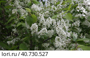 Video of a beautiful bird cherry tree blooming in a city park on a spring day. Natural floral background. Цветущий куст черемухи. Стоковое видео, видеограф Виктория Катьянова / Фотобанк Лори