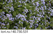 Summer floral background of blue blooming garden forget-me-nots and green leaves on a flower bed in a city park. Natural floral backdrop. Top view, close-up, flat lay, video. Стоковое видео, видеограф Виктория Катьянова / Фотобанк Лори