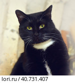 Black with white chest cat with white mustache. Стоковое фото, фотограф Анна Кривицкая / Фотобанк Лори