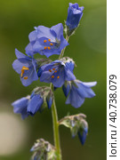 Polemonium caeruleum flowers in a garden. close up shot, Стоковое фото, фотограф Александр Курлович / Фотобанк Лори