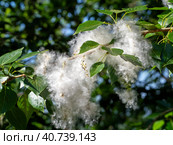 Poplar seeds on a branch are surrounded by light airy fluff. Natural background with poplar fluff close-up. Стоковое фото, фотограф Бузмакова Светлана / Фотобанк Лори