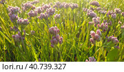 Antennaria dioica. Кошачья лапка двудомная утром в каплях росы. Стоковое фото, фотограф Григорий Писоцкий / Фотобанк Лори
