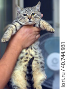 Gray with stripes cat in hands. Стоковое фото, фотограф Анна Кривицкая / Фотобанк Лори