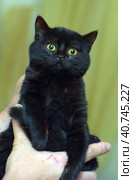 Little black plush kitten in hands. Стоковое фото, фотограф Анна Кривицкая / Фотобанк Лори