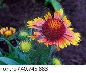 Bright flowers and buds of gaillardia on a dark background. Stylized shiny embossed background with gaillardia . 3d rendering. 3d illustration. Стоковая иллюстрация, иллюстратор Бузмакова Светлана / Фотобанк Лори