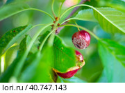Berries of ripe cherries affected by the disease moniliasis. Monilial burn, treatment and prevention. Стоковое фото, фотограф Коханова Наталья / Фотобанк Лори