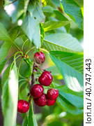 Berries of ripe cherries affected by the disease moniliasis. Monilial burn, treatment and prevention. Стоковое фото, фотограф Коханова Наталья / Фотобанк Лори