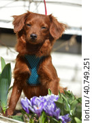 Small ginger dog of the Nevskaya Orchid breed. Стоковое фото, фотограф Анна Кривицкая / Фотобанк Лори