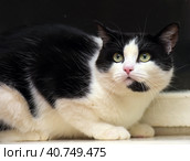Scared black and white domestic cat. Стоковое фото, фотограф Анна Кривицкая / Фотобанк Лори