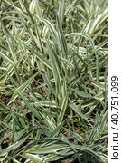 Variegated leaves of a Giant Reed. Стоковое фото, фотограф Анна Кривицкая / Фотобанк Лори