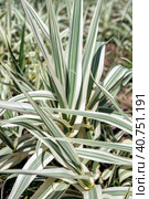 Variegated leaves of a Giant Reed. Стоковое фото, фотограф Анна Кривицкая / Фотобанк Лори