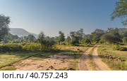 A dirt safari road winds through the jungle. Ruts on the ground. Green grass and trees on the roadsides. Mountains against a clear blue sky. India. Sariska National Park. Стоковое фото, фотограф Вера Ивановна Кубарева / Фотобанк Лори