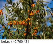 Hippophae rhamnoides. Branch of sea buckthorn with berries. Стоковое фото, фотограф Алексей Сорокин / Фотобанк Лори