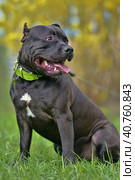 American Bully Dog Breed. Стоковое фото, фотограф Анна Кривицкая / Фотобанк Лори