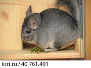 Gray chinchilla. Стоковое фото, фотограф Анна Кривицкая / Фотобанк Лори