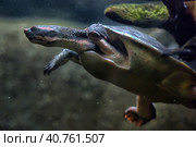 Swimming turtle. Стоковое фото, фотограф Анна Кривицкая / Фотобанк Лори