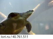 Swimming turtle. Стоковое фото, фотограф Анна Кривицкая / Фотобанк Лори