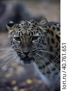 A photo of a male jaguar (Panthera onca) Стоковое фото, фотограф Анна Кривицкая / Фотобанк Лори