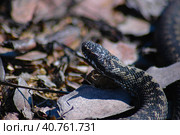 Adder among autumn leaves. Стоковое фото, фотограф Анна Кривицкая / Фотобанк Лори