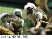 Cotton-top tamarin, Saguinus o.oedipus climbs clumsily in branches. Стоковое фото, фотограф Анна Кривицкая / Фотобанк Лори