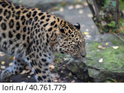 A photo of a male jaguar (Panthera onca) Стоковое фото, фотограф Анна Кривицкая / Фотобанк Лори