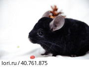 Black chinchilla. Стоковое фото, фотограф Анна Кривицкая / Фотобанк Лори