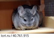Gray chinchilla. Стоковое фото, фотограф Анна Кривицкая / Фотобанк Лори