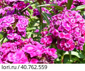 Гвоздика турецкая, или бородатая (лат. Dianthus barbatus) — растение из рода Гвоздика. Турецкая гвоздика — популярное садовое растение. Выведено множество сортов и гибридов с белыми, розовыми, красными или фиолетовыми цветками. Стоковое фото, фотограф Сергей Елизарьев / Фотобанк Лори