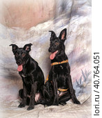 Two mongrel dogs on cold background in studio. Стоковое фото, фотограф Анна Кривицкая / Фотобанк Лори
