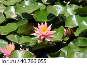 Blooming pink nymphea closeup (Lat. - nymphaea caerulea) Стоковое фото, фотограф Irina Opachevsky / Фотобанк Лори