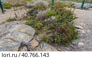 Typical vegetation of the south of Patagonia. Stunted shrubs with small leaves and prickly branches. Rocky soil. Argentina. Tierra del Fuego Archipelago.leaves and prickly branches. Rocky soil. Argentina. Tierra del Fuego Archipelago. (2023 год). Стоковое фото, фотограф Вера Ивановна Кубарева / Фотобанк Лори