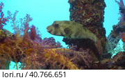 Close-up of Broadbarred Toadfish or White-spotted puffer (Arothron hispidus) swims next toberth support covered with Soft Coral Dendronephthya, Red sea, Safaga, Egypt. Стоковое фото, фотограф Некрасов Андрей / Фотобанк Лори