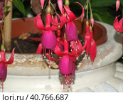 Decembrist blooms, pink flowers. Стоковое фото, фотограф Анна Кривицкая / Фотобанк Лори