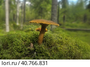 Xerocomus subtomentosus growing in the forest close up. Стоковое фото, фотограф Анна Кривицкая / Фотобанк Лори