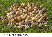 Freshly gathered birch boletes (Leccinum scabrum) Стоковое фото, фотограф Анна Кривицкая / Фотобанк Лори