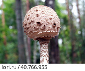 Parasol Mushroom (Macrolepiota procera) Стоковое фото, фотограф Анна Кривицкая / Фотобанк Лори