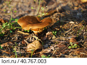 Paxillus involutus. Стоковое фото, фотограф Анна Кривицкая / Фотобанк Лори