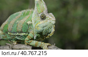 Portrait of an elderly chameleon perched on a tree branch and looks into the camera. Veiled chameleon, Yemen chameleon or Cone-head chameleon (Chamaeleo calyptratus) Стоковое фото, фотограф Некрасов Андрей / Фотобанк Лори