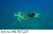 Great Green Sea Turtle (Chelonia mydas) swim in the blue ocean, Reda sea, Egypt. Стоковое фото, фотограф Некрасов Андрей / Фотобанк Лори