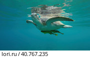 Great Green Sea Turtle (Chelonia mydas) breathes on water surface, Red sea, Egypt. Стоковое фото, фотограф Некрасов Андрей / Фотобанк Лори