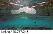 Colonial Pyrosoma Tunicates drifts under surface of blue water in sunlights. Pyrosomes, colony hundreds to thousands individuals called zooids, cloned from one egg and bound together, Red sea, Egypt. Стоковое фото, фотограф Некрасов Андрей / Фотобанк Лори