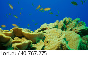 School of Sea Goldie or Lyretail Anthias, Orange Basslet (Pseudanthias squamipinnis) floats above Lettuce coral or Yellow Scroll Coral (Turbinaria reniformis) in blue water, Red sea, Egypt. Стоковое фото, фотограф Некрасов Андрей / Фотобанк Лори