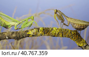 Slow motion, Two large female praying mantis meet on the same tree branch. Conflict of Transcaucasian tree mantis (Hierodula transcaucasica). Стоковое фото, фотограф Некрасов Андрей / Фотобанк Лори